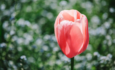 Colorful tulip field, purple flower tulip in spring background, selective focus, closeup