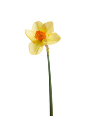 A yellow daffodil flower isolated against a white background.