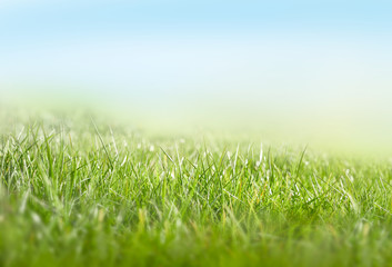 A background of green lush grass pastures on a sunny spring, summers day.