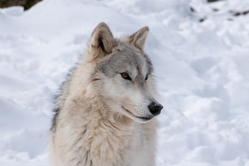 A Tundra Wolf laying in the snow with a closeup of it's face