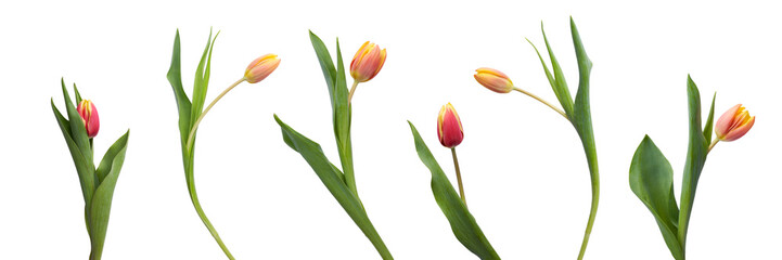 A collection of red and yellow tulip flowers isolated on a white background