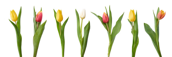 A collection of red and yellow tulip flowers isolated on a white background