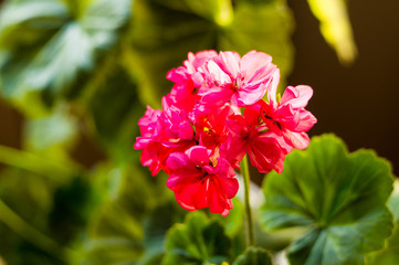 Obraz premium Lovely pink Pelargonium Geranium flowers, close up