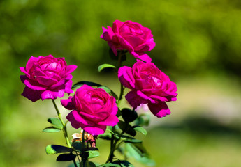 Purple Rose flower. Nature. close up, selective focus