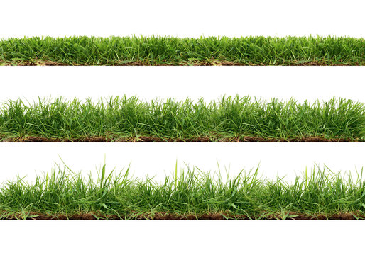 A collection of real grass borders, short, medium and long grass edges isolated on a white background.