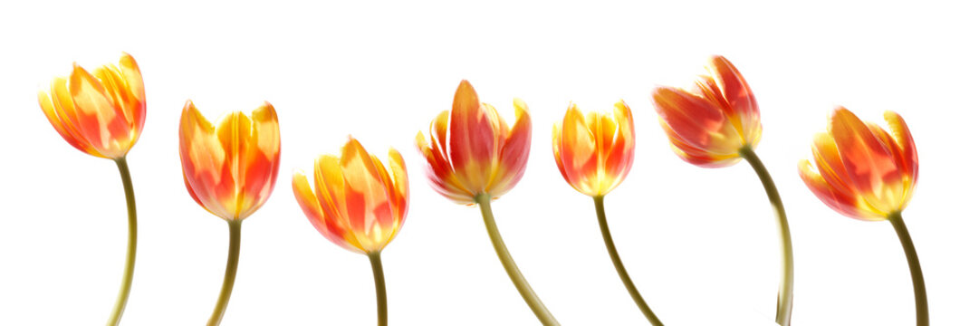 A Collection Of Red And Yellow Tulip Flowers Isolated On A White Background