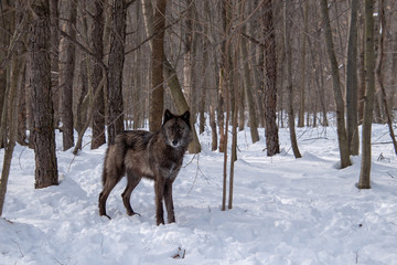 A British Columbian Wolf standing on guard in the forest