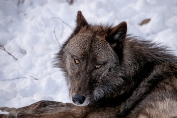 Fototapeta premium A portrait view of a British Columbian Wolf