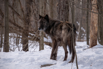 A British Columbian Wolf standing in the snowy forest