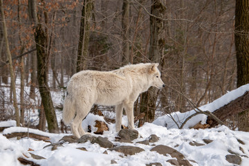 An Arctic Wolf standing on some rocks in the snowy forest