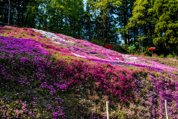 Naklejka premium 大野町の芝桜