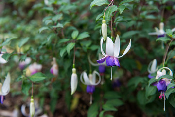Fuchsia Flower in a garden. Image of beautiful fuchsia flower blooming in the garden. White lilac fuchsia.