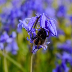 Bee looking for nectar in bluebells 