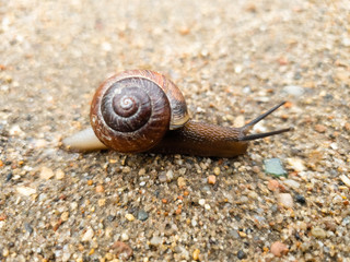 Close-up of a snail crawling on the ground after the rain.
