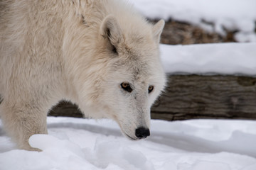 An Arctic Wolf with it's head down sniffing the snow