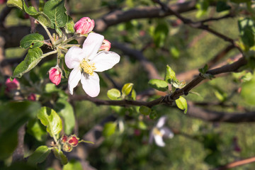 Obraz premium In the spring, apple trees bloom in the garden with white flowers.