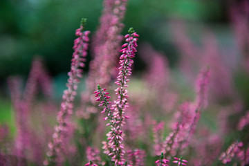 Obraz na płótnie Canvas Heather flowers. Blooming heather flowers on the green meadow. purple background.