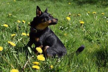 A little black dog sits on the lawn among yellow dandelions. Dog on a walk in the park on a summer sunny day.