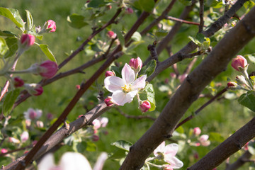 Fototapeta na wymiar White flowers apple tree branches in the spring garden