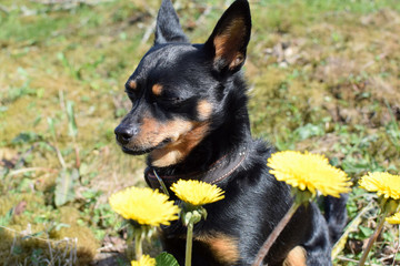 A little black dog sits on the lawn among yellow dandelions. Dog on a walk in the park on a summer sunny day.