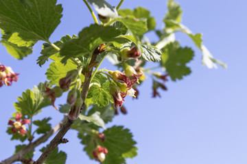 In the spring currant blossomed in the garden. Currant bush with flowers