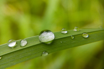 Krople rosy na trawie po deszczu