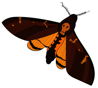 Death's Hand Hawk Moth