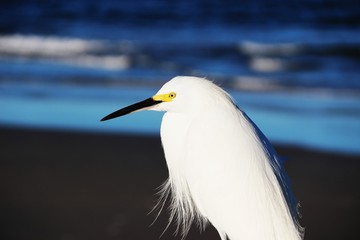 Snowy White Egret Ocean Waves Beach