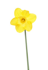 Yellow flower of Daffodil (Narcissus) isolated on white background. Cultivar from Large-cupped Group