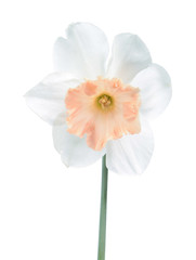 White-pink flower of Daffodil (Narcissus) close-up isolated on white background. Cultivar Precocious from Large-cupped Daffodil