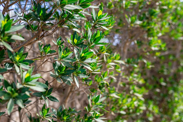 small leaves of the green bush on the whole frame