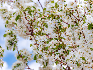 Crab Apple Blossoms