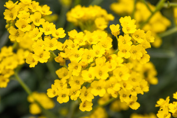 Yellow small flowers closeup grows in an outdoor garden. Close-up.