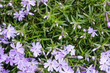 Fototapeta premium Small dark blue flowers are blooming spring in the garden. Close-up.