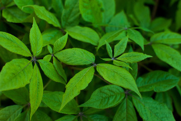 Background Green Marijuana Leaves of Cannabis