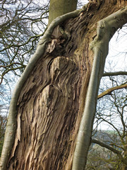 a close up of a split living tree trunk with exposed textured wood with grain pattern and surrounding back against a forest background
