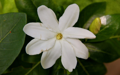 Tahitian Gardena