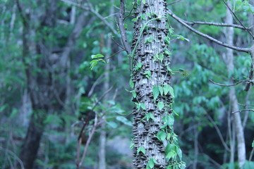 branches of a tree