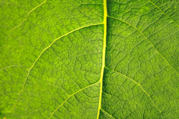 The texture of the green leaf. Closeup beautiful nature green leaf texture background.