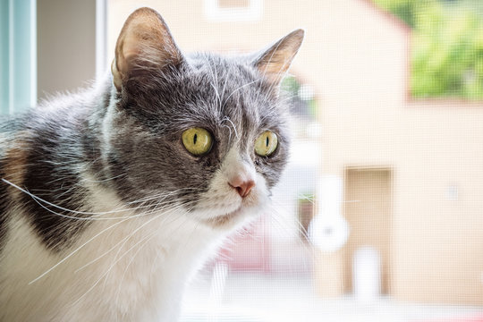 Close up of gray and white cat sitting at the window; shallow depth of field
