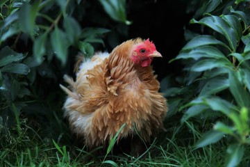 Chicken