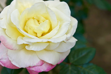 Like in beautiful of rose flower 