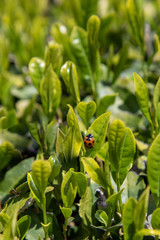 京都　和束の茶畑