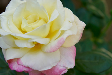 Like in beautiful of rose flower 