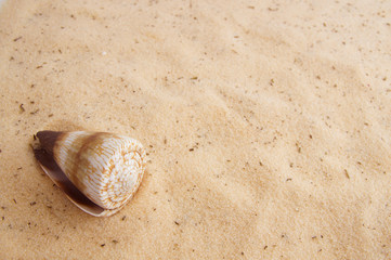 beautiful seashell lying on the golden sand