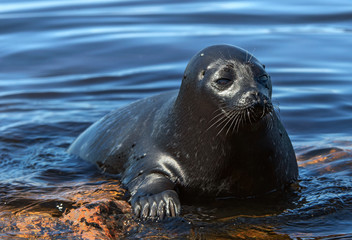 Obraz premium The Ladoga ringed seal. Side view portrait. Close up. Scientific name: Pusa hispida ladogensis. The Ladoga seal in a natural habitat. Ladoga Lake. Russia