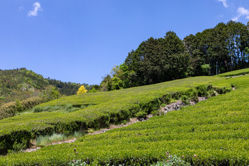 京都　和束の茶畑