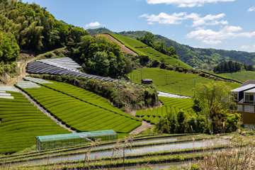 京都　和束の茶畑