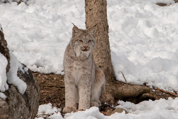 A lynx sitting near a tree in the snowy forest