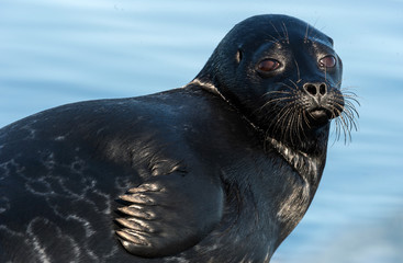 The Ladoga ringed seal.  Closeup portrait. Scientific name: Pusa hispida ladogensis. The Ladoga seal in a natural habitat. Ladoga Lake. Russia